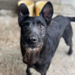 Schnauzer Mischling Rocky, 04/2015, 55 cm