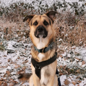 Schäferhundmix Lolo, 04/2021, 65cm