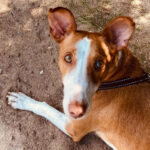 Podenco Maneto Mix Patri, 02.2020, 35cm