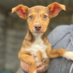 Podenca Jade, 10.2022, ca. 45cm