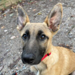 Malinois Mischling Isabella, 09/2022, ca. 45-55 cm, 24223 Schwentinental