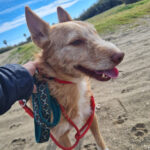 Podenco Paul, 09/2019, ca. 50 cm