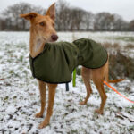 Podenco Mischling Hera, 01.01.2022, ca. 55 cm, 14055 Berlin
