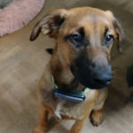 Mischling Luigi, 08/2022, ca. 55-60 cm, 66346 Püttlingen