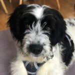 Mischling Havel, 07/2022, ca. 55 cm, 83627 Warngau