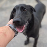 Labrador Mischling Lucky, 25.03.2022, 50 cm