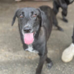 Labrador Mischling Lula, 25.03.2022, 50 cm