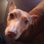 Maneto Jara, ca. 9/2014, 35cm, 76467 Bietgheim