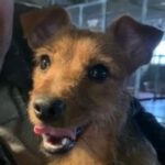 Terrier Mischling Aroa, 03/2022, ca. 24 cm