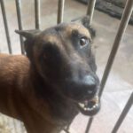 Malinois Aurora, 12/2020, ca. 65 cm