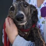 Galgo Espanol Baco, 09/2021, ca. 70 cm