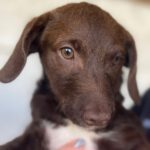 Dackel Wasserhund Mischling Bernadette, 09/2022, ca. 40 cm