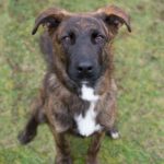 Mischling Bonnie, 06/2022, ca. 50-60 cm, 22047 Hamburg