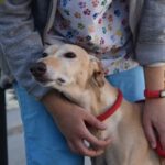 Galgo Espanol Brock, 12/2020, ca. 70 cm