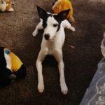 Bodeguero Domino, 05/2022, ca. 45 cm, 48249 Dülmen