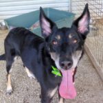 Mischling Elfo, 05/2014, ca. 65 cm