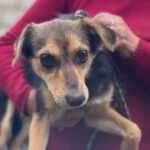 Mischling Eva, 06/2022, ca. 40 cm