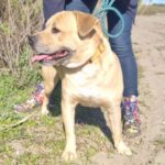 Labrador Mischling Fiete, ca. 06/201, ca. 50 cm