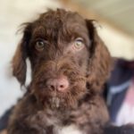 Dackel Wasserhund Mischling Howie, 09/2022, ca. 40 cm