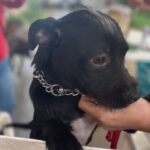 Griffon Terrier Mischling India, 04/2022, ca. 35 cm