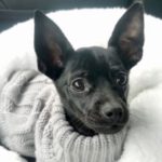 Pinscher Mischling Junior, 06/2022, ca. 15 cm, 33034 Brakel