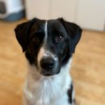 Border Collie Mischling Kasper, 10/2019, ca. 48 cm, 01587 Riesa
