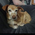 Podenco Leia, 12/2011, ca. 40-45 cm