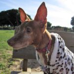 Podenco Maneto Nela, 07/2016, ca. 35 cm