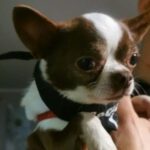 Chihuahua Orus, 08/2020, ca. 20 cm