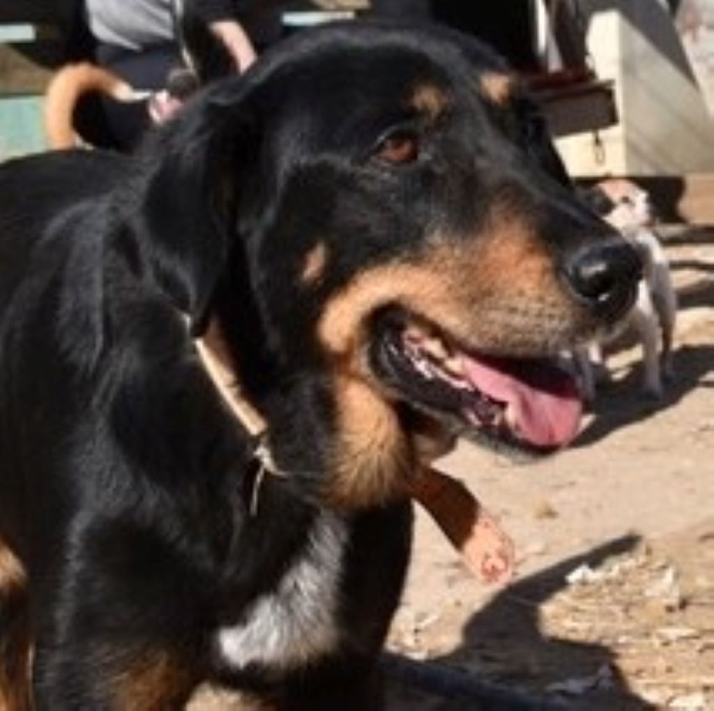 Mischling Paulina, 12/2014, ca. 60 cm