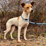 Bodeguero Pecas, 04/2020, ca. 40 cm, 66649 Gudesweiler