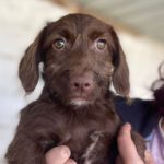 Dackel Wasserhund Mischling Penny, 09/2022, ca. 40 cm