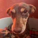 Podenco Maneto Pituca, 11/2016, ca. 35 cm