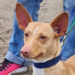 Podenco Polly, 09/2021, ca. 40 cm