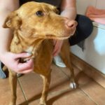 Podenco Rita, 06/2019, ca. 45 cm