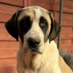 Mastin Espanol Steven, 03/2022, ca. 70 cm, 56206 Hilgert