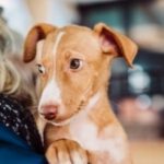 Podenco Mischling Timon, 09/2022, ca. 40 cm