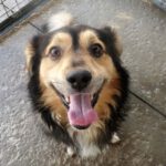 Mischling Toby, 12/2014, ca. 40-45 cm