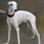 Galgo Espanol Ulises, 07/2015, ca. 70 cm