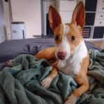 Podenco Yilvie, 11/2020, ca. 40 cm, 13125 Berlin