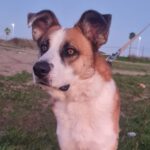 Mischling Reus, 04/2020, 70 cm