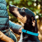 Schäferhund Pinscher Mischling Leo, 01.12.2021, 55 cm, 20255 Hamburg