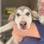 Husky Mischling Seska, 23.09.22, ca. 60 cm