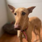 Podenco Nami, 05/2020, ca. 50 cm