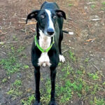 Galgo Fan, 12.08.2020, ca. 70 cm