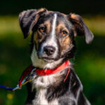 Mischling Kordia, ca. 02/2022, ca. 45 cm