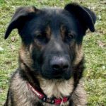 Schäferhundmischling David, 01.04.2021, ca. 65 cm, 35329 Gemünden Felda