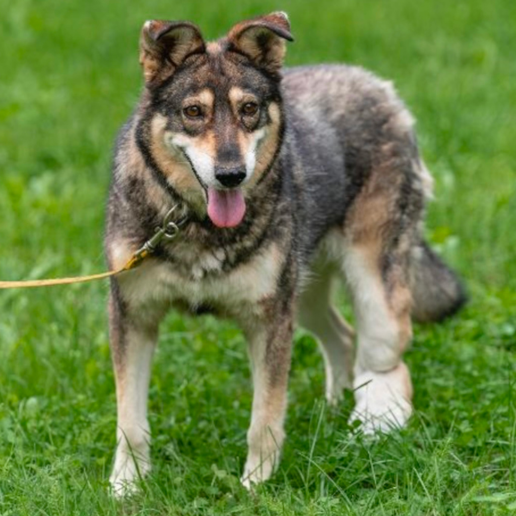 Mischling Beza, ca. 02/2014, ca. 50 cm