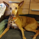 Podenco Violet, ca. 01/2014, ca. 40 cm, 86179 Augsburg
