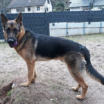 Schäferhund Doro, 03/2022, ca. 65 cm, 76855 Annweiler